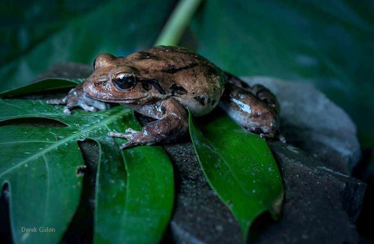 Saving Mountain Chicken or Crapaud - a Frog Indigenous to Dominica