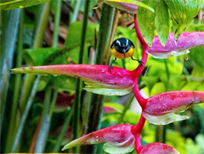 Dominica Nature