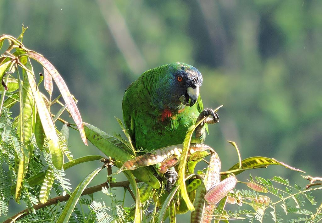 Red-necked Parrot (Latin: Amazon arausiaca, Local name: Jaco).