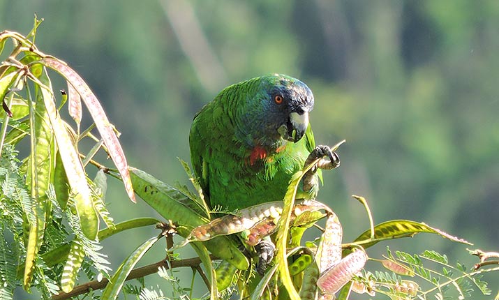 Red-necked Parrot (Latin: Amazon arausiaca, Local name: Jaco).