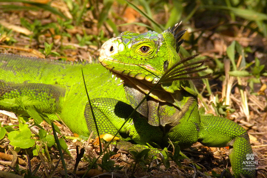 Lesser Antillean Iguana in Dominica