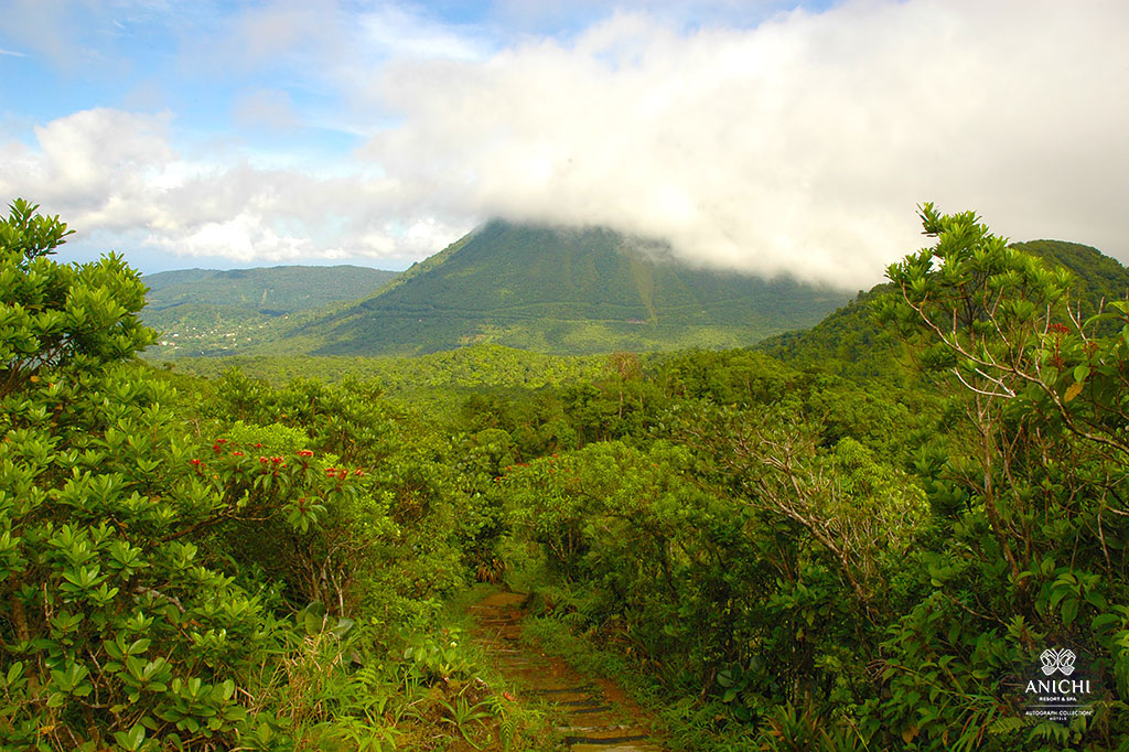 Hiking Trail in Dominica