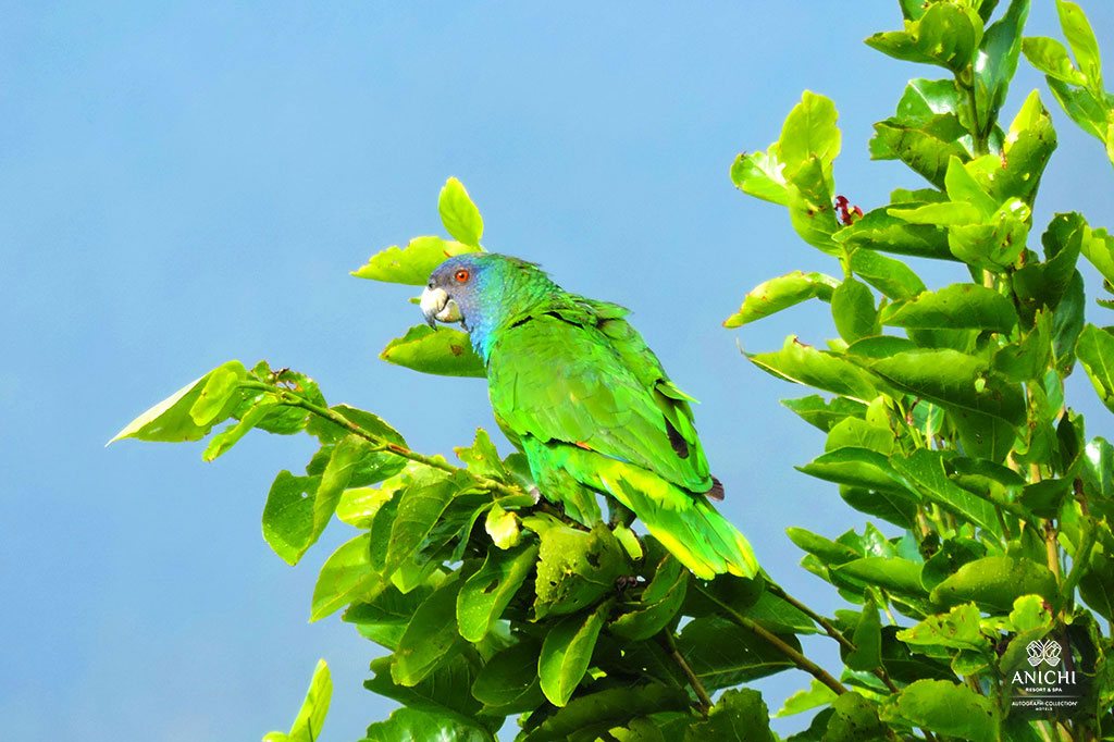 Red-necked Amazon or Jaco