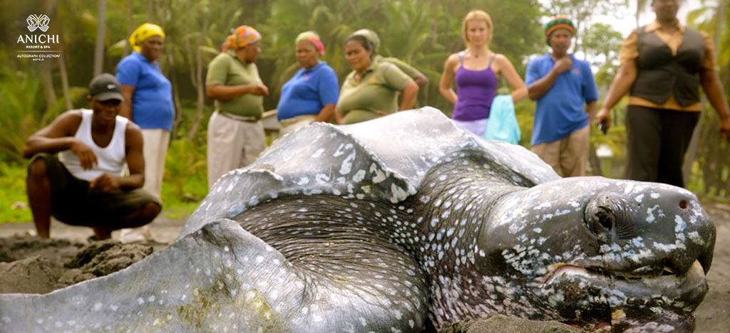 Кожистая черепаха на побережье Доминики