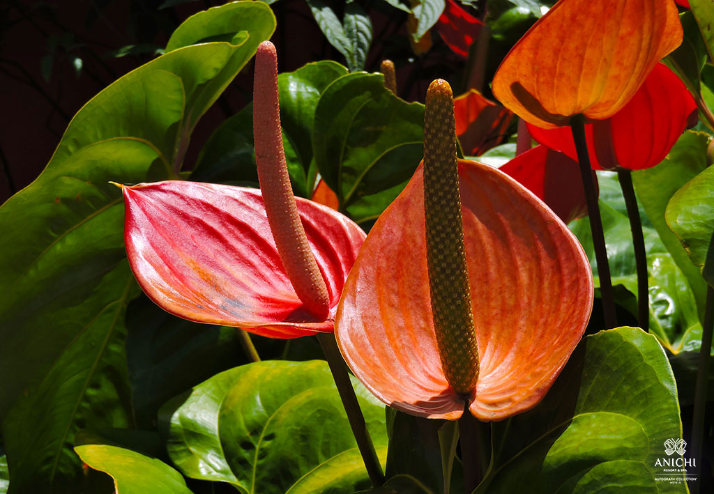 Dominica Hot Springs: Bright Exotic Flowers