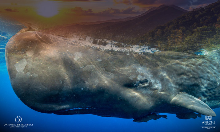 Global Leader in Marine Tourism: Dominica’s Course Towards Depth and Sustainability