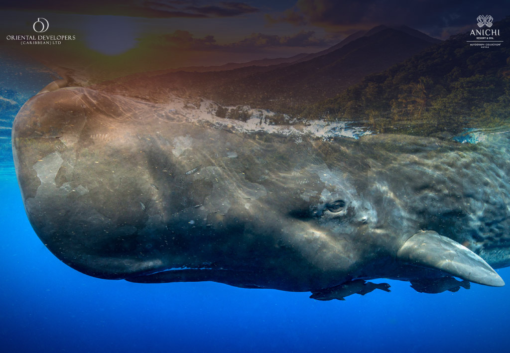 Dominica: A Global Leader in Marine Tourism