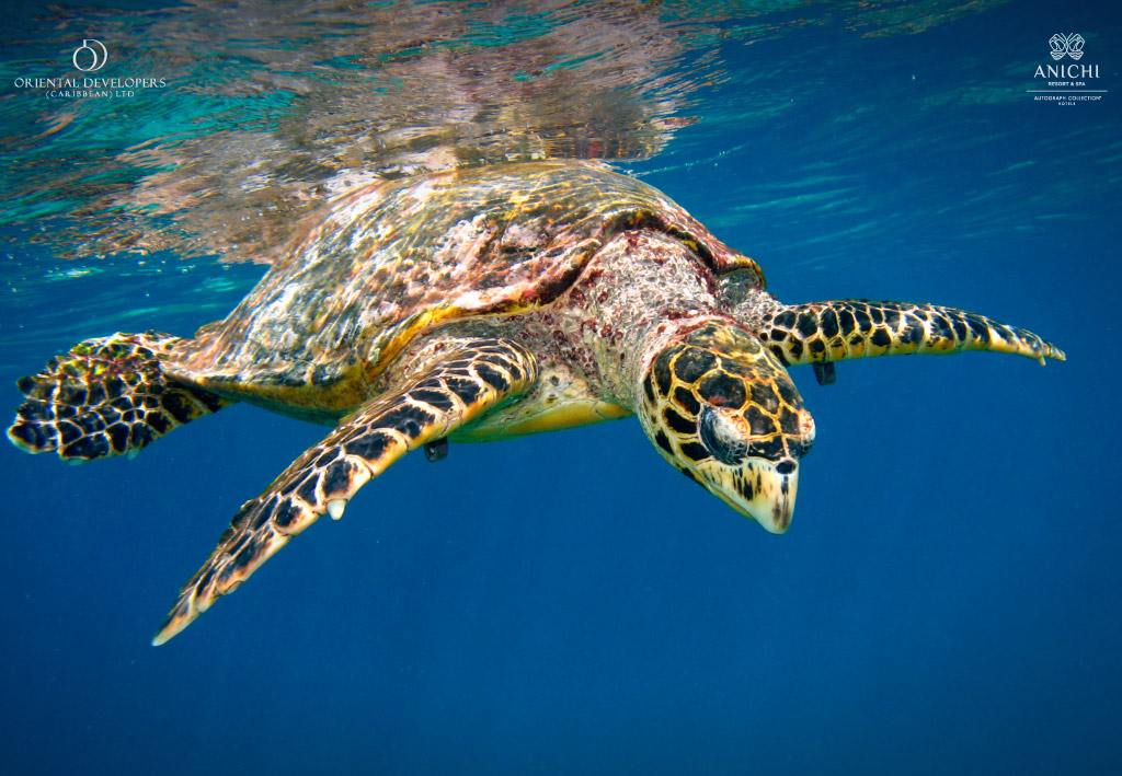 Hawksbill sea turtles, a critically endangered species, nest on Dominica's beaches between May and October.