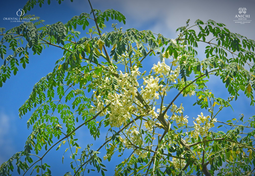 Moringa flowers.