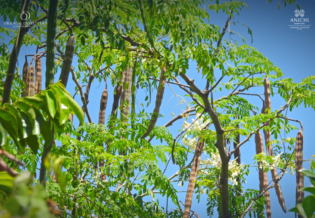 Moringa pods on the tree.